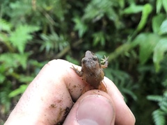 Craugastor podiciferus