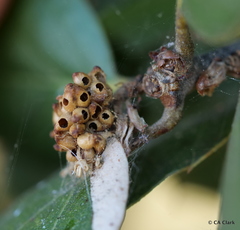 Callirhytis serricornis