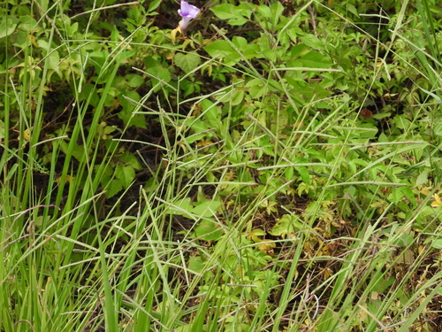Paspalum orbiculare observed 2026-08-13