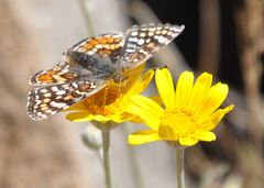 Phyciodes orseis
