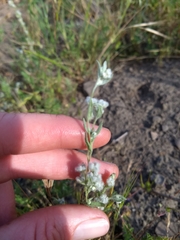 Micropus californicus