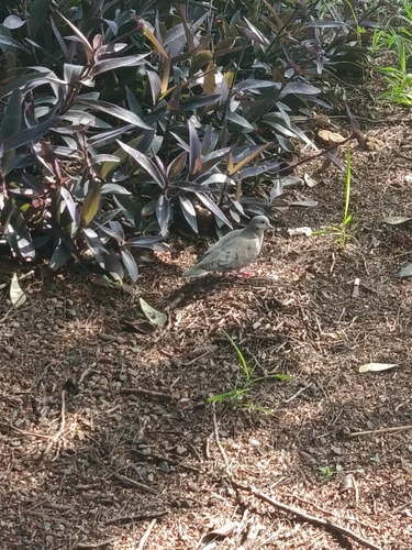Eared Dove