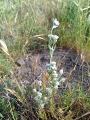 Micropus californicus
