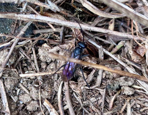 Potter Spider Wasp