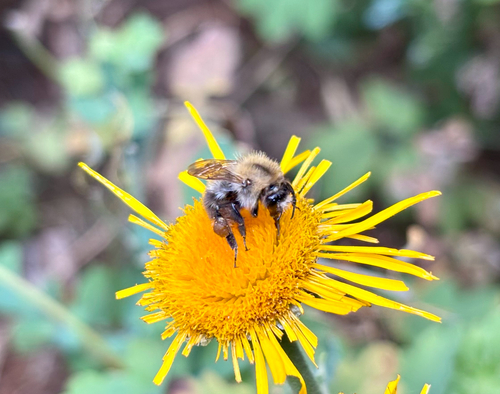 Common Carder Bumble Bee