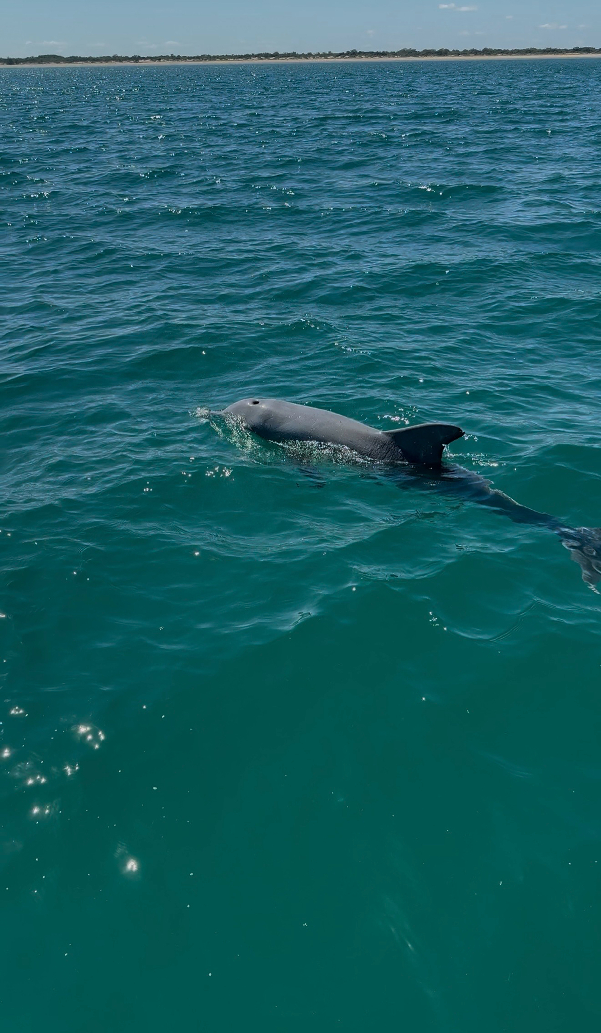 Tursiops aduncus