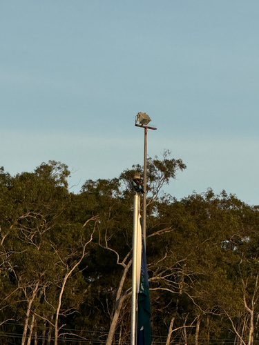 Northern Blue-winged Kookaburra