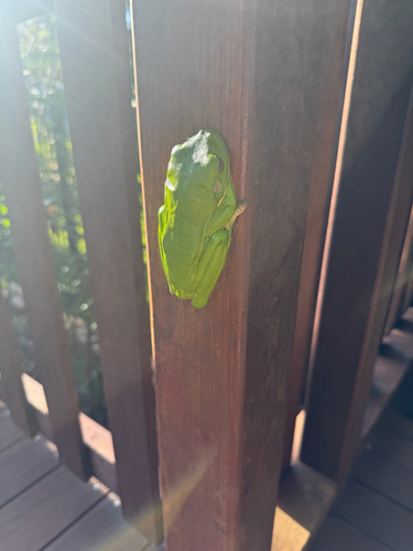 White-lipped Tree Frog