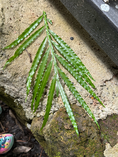 Filicium decipiens observed 2026-08-09