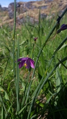 Olsynium douglasii