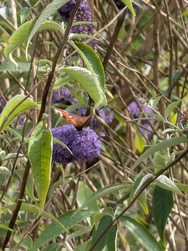 European Peacock Butterfly