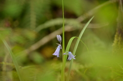 Hyacinthoides