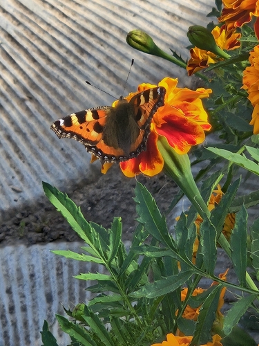 Small Tortoiseshell