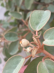 Croton punctatus, photograph (c) Aubrey French, some rights reserved (CC BY)