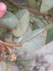 Croton punctatus, photograph (c) Aubrey French, some rights reserved (CC BY)