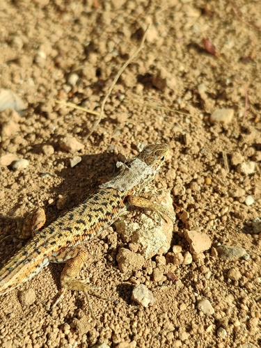Ophisops elegans centralanatoliae