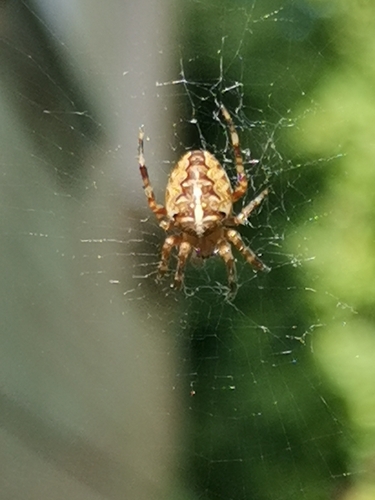 Cross Orbweaver