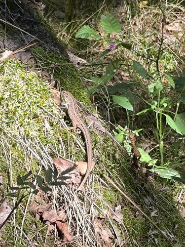 Sand Lizard
