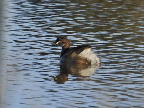 Australasian Grebe
