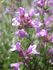 Thymus borysthenicus