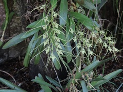 Brassia gireoudiana