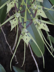 Brassia gireoudiana, photograph (c) Theo Rickert, some rights reserved (CC BY)