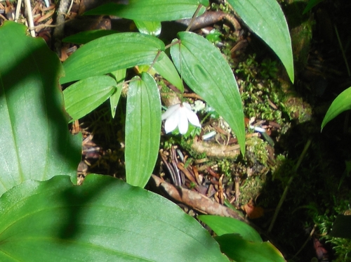 Streptopus simplex, 2026-07-20