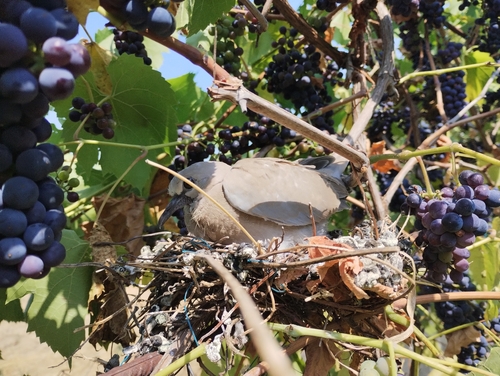 Eurasian Collared-Dove