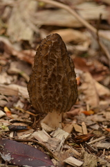 Morchella importuna