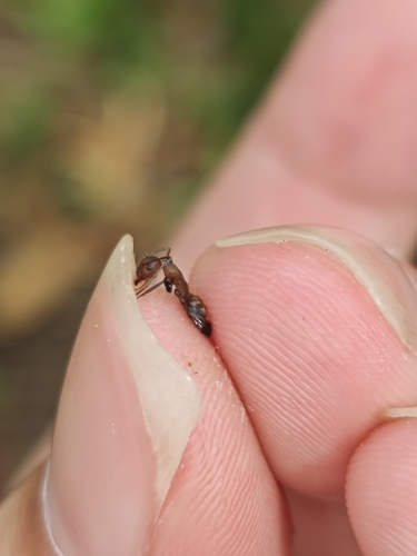 Nicobar Carpenter Ant