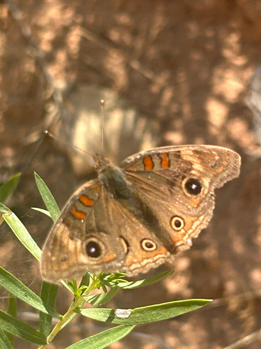 Gray Buckeye