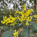 Acacia decurrens