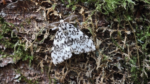 Black Arches
