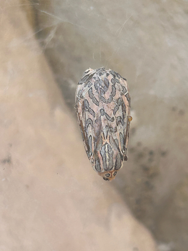Arachnis citra