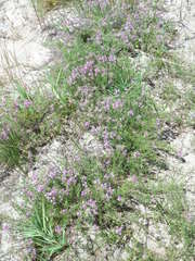 Thymus borysthenicus