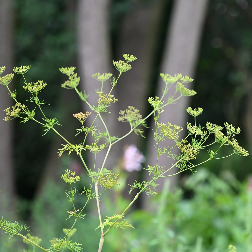Chaerophyllum bulbosum; photograph (c) Petr Harant, some rights reserved (CC BY)
