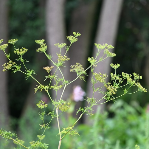 Chaerophyllum bulbosum