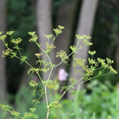 Chaerophyllum bulbosum