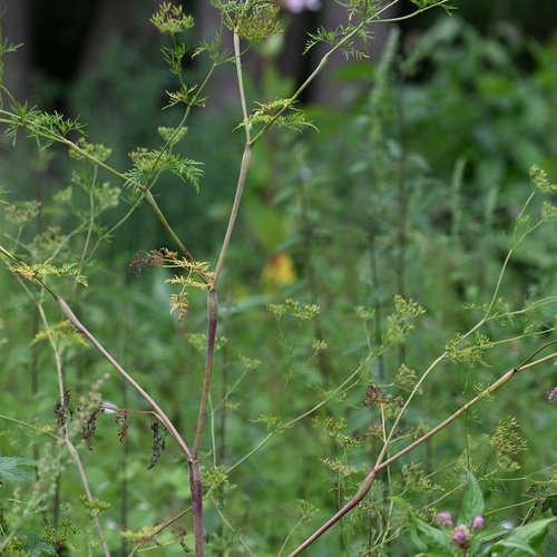 Chaerophyllum bulbosum, photograph 2