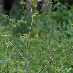 (c) Petr Harant, some rights reserved (CC BY) Chaerophyllum bulbosum, photograph (c) Petr Harant, some rights reserved (CC BY)