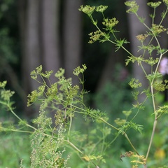 (c) Petr Harant, some rights reserved (CC BY) Chaerophyllum bulbosum, photograph (c) Petr Harant, some rights reserved (CC BY)