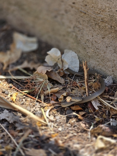 Green Whip Snake