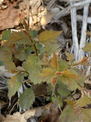 Crataegus macrosperma