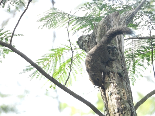 Callosciurus nigrovittatus observed 2026-07-30