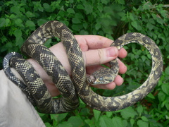 Corallus ruschenbergerii