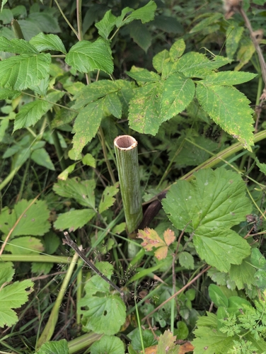 Wild Angelica