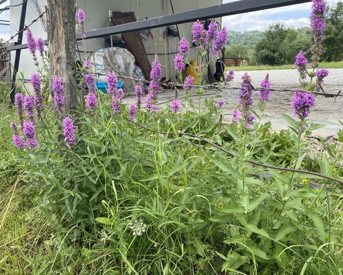 purple loosestrife