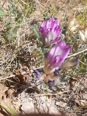 Astragalus utahensis