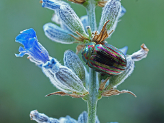 Chrysolina americana