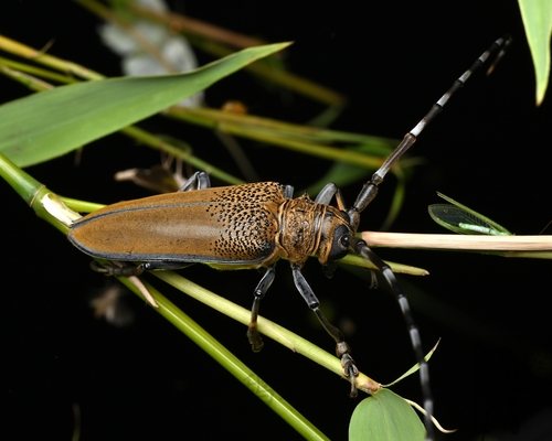 Apriona rugicollis